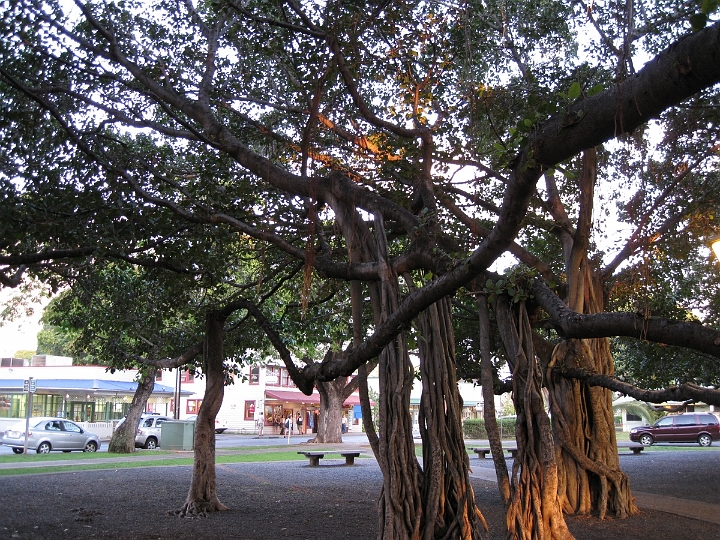 01 Banyan tree in Lahaina.jpg